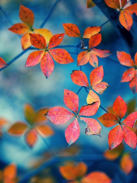 Обои Crimson Leaves Macro Photo 480x640