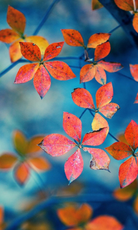 Das Crimson Leaves Macro Photo Wallpaper 480x800