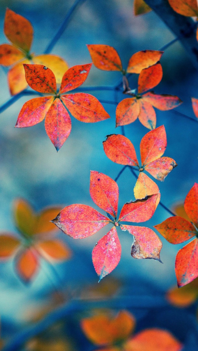 Crimson Leaves Macro Photo wallpaper 640x1136