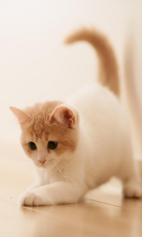 Cute Kitty screenshot #1 480x800