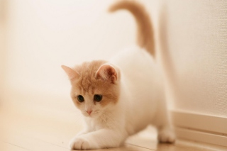 Cute Kitty - Obrázkek zdarma 