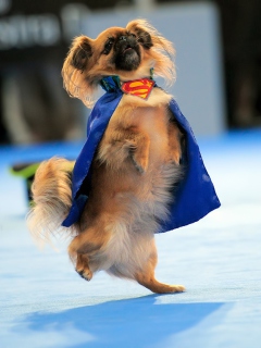 Fondo de pantalla Superman Dog 240x320