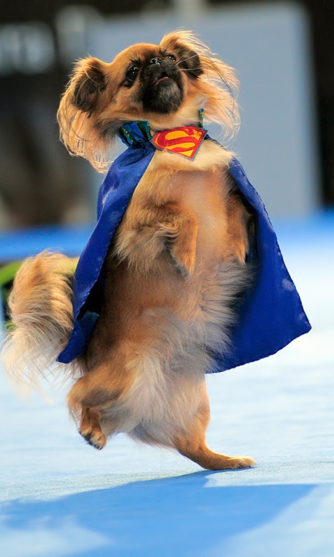 Screenshot №1 pro téma Superman Dog 480x800