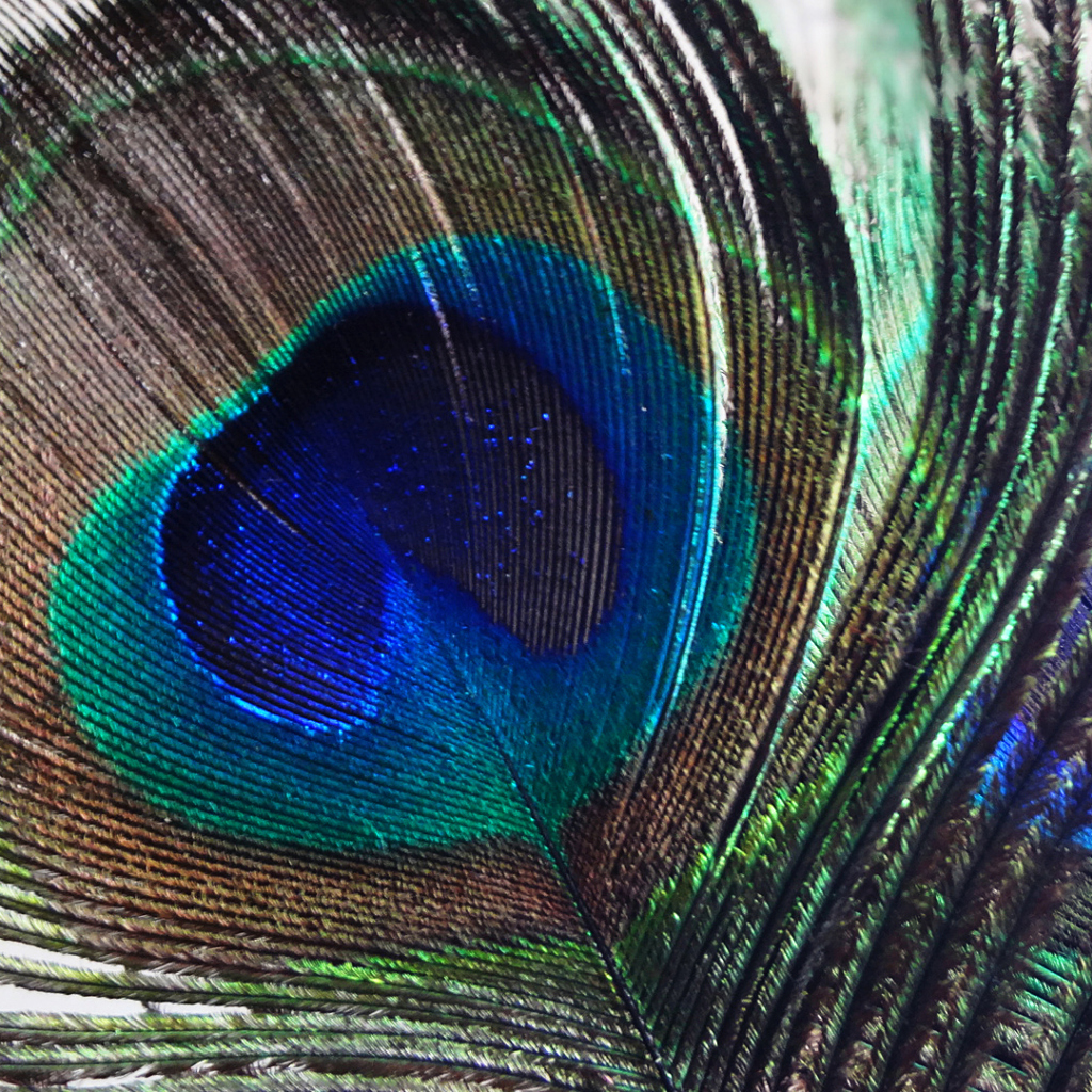 Das Peacock Feather Wallpaper 1024x1024