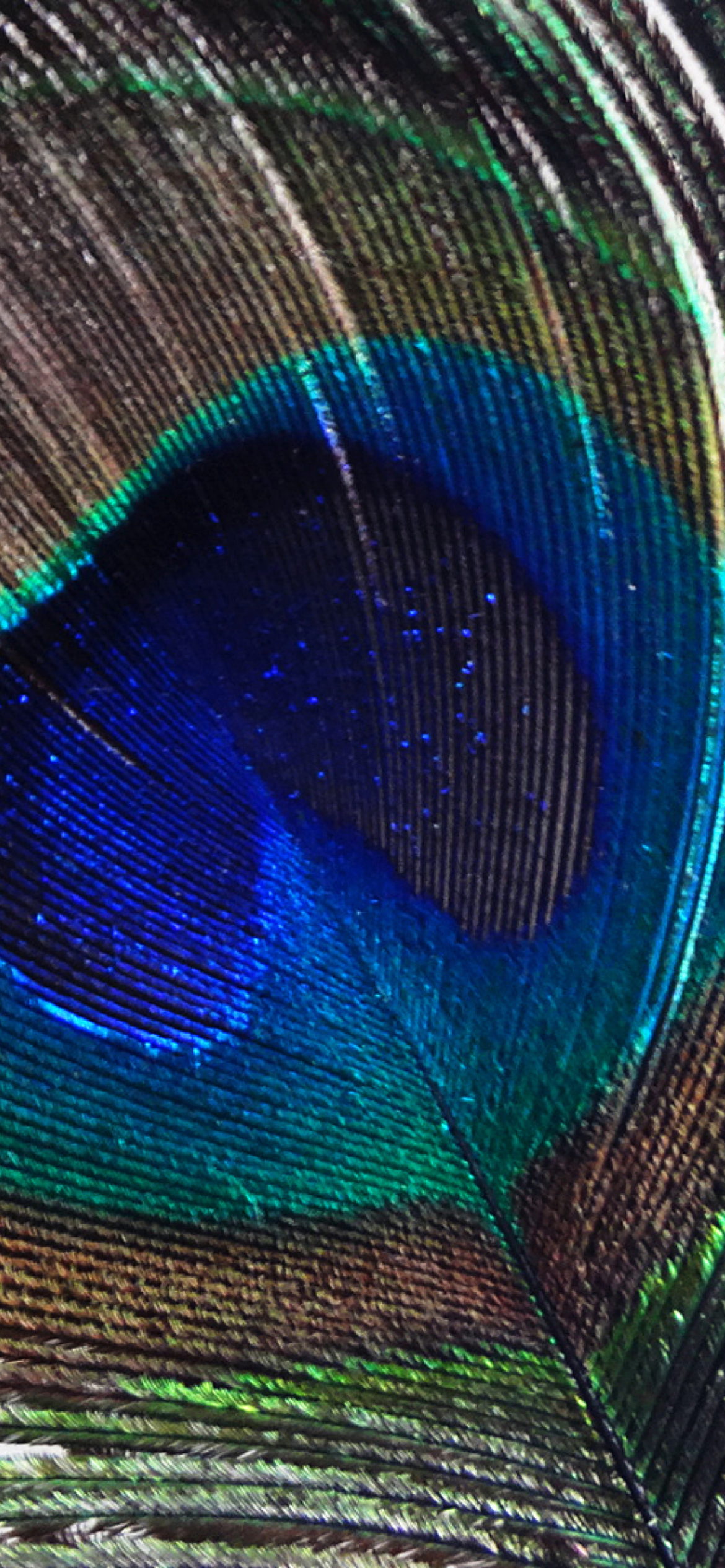 Colorful Peacock feather