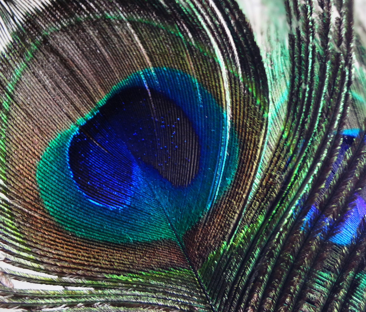 Das Peacock Feather Wallpaper 1200x1024