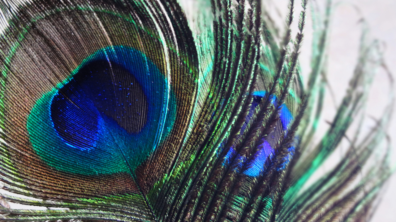 Обои Peacock Feather 1280x720