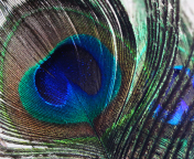 Das Peacock Feather Wallpaper 176x144