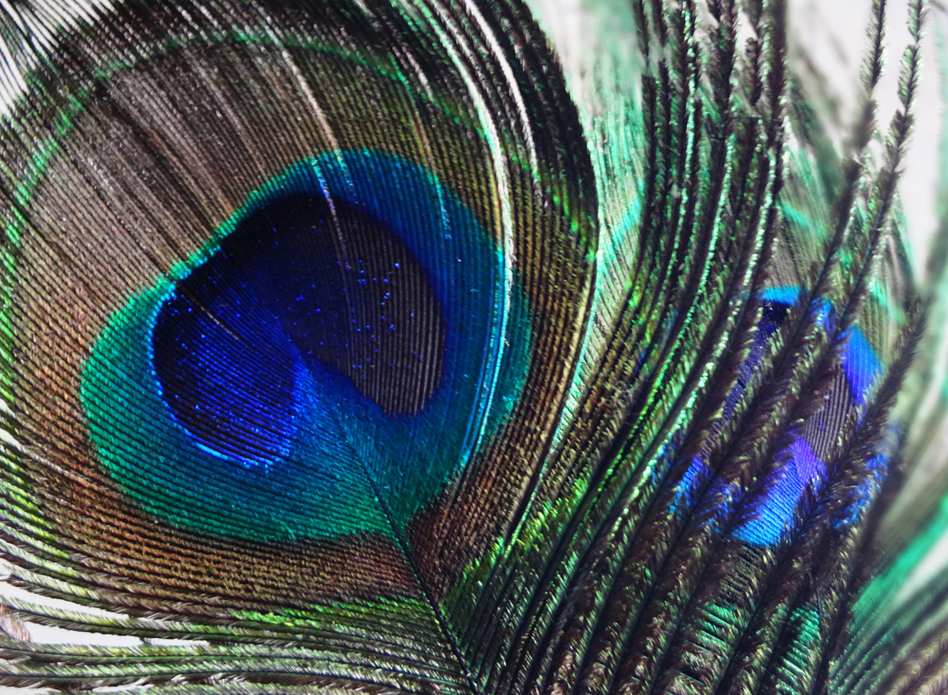 Обои Peacock Feather 1920x1408