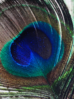 Fondo de pantalla Peacock Feather 240x320