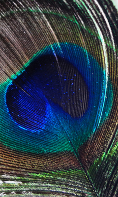 Fondo de pantalla Peacock Feather 240x400