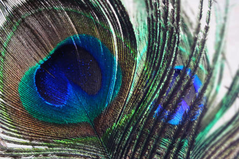 Das Peacock Feather Wallpaper 480x320