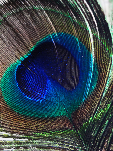 Screenshot №1 pro téma Peacock Feather 480x640