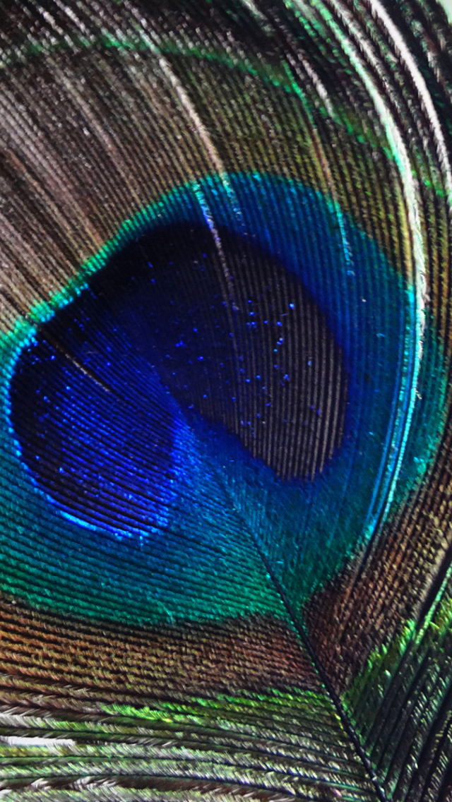 Sfondi Peacock Feather 640x1136