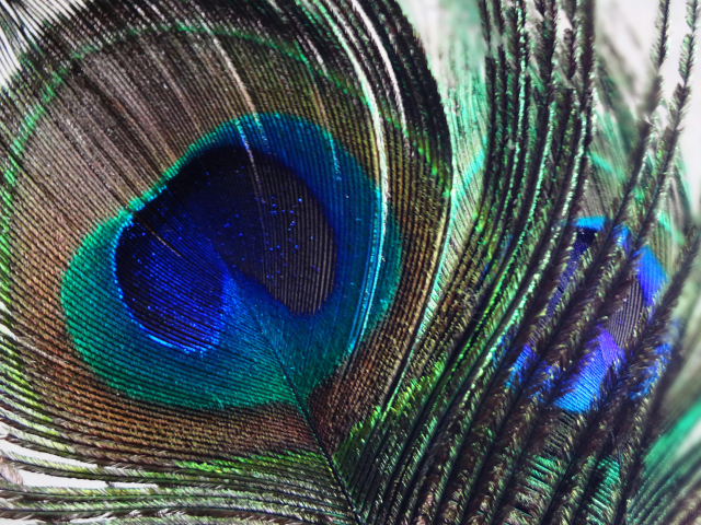 Sfondi Peacock Feather 640x480