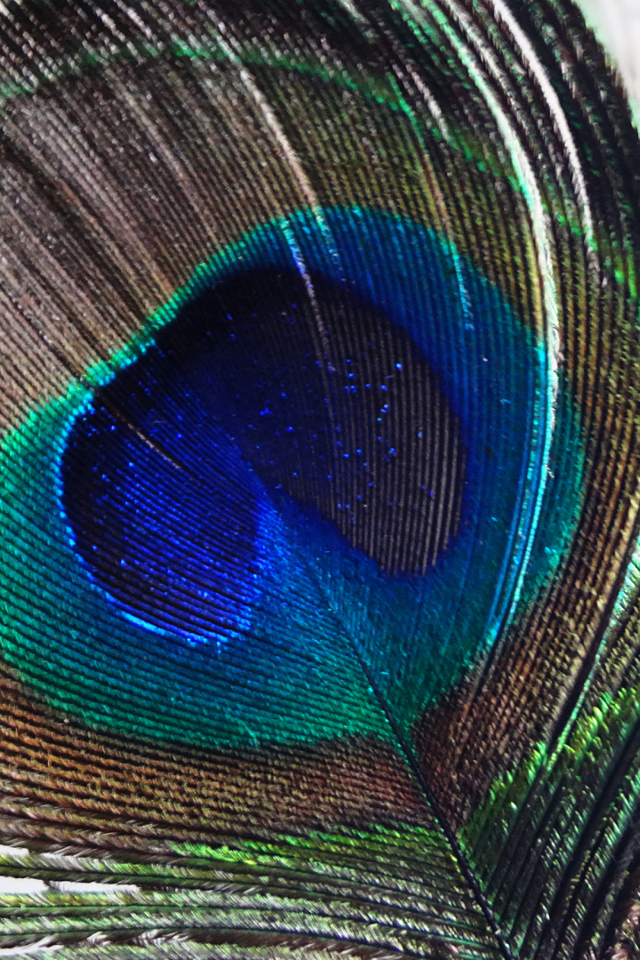 Peacock Feather wallpaper 640x960
