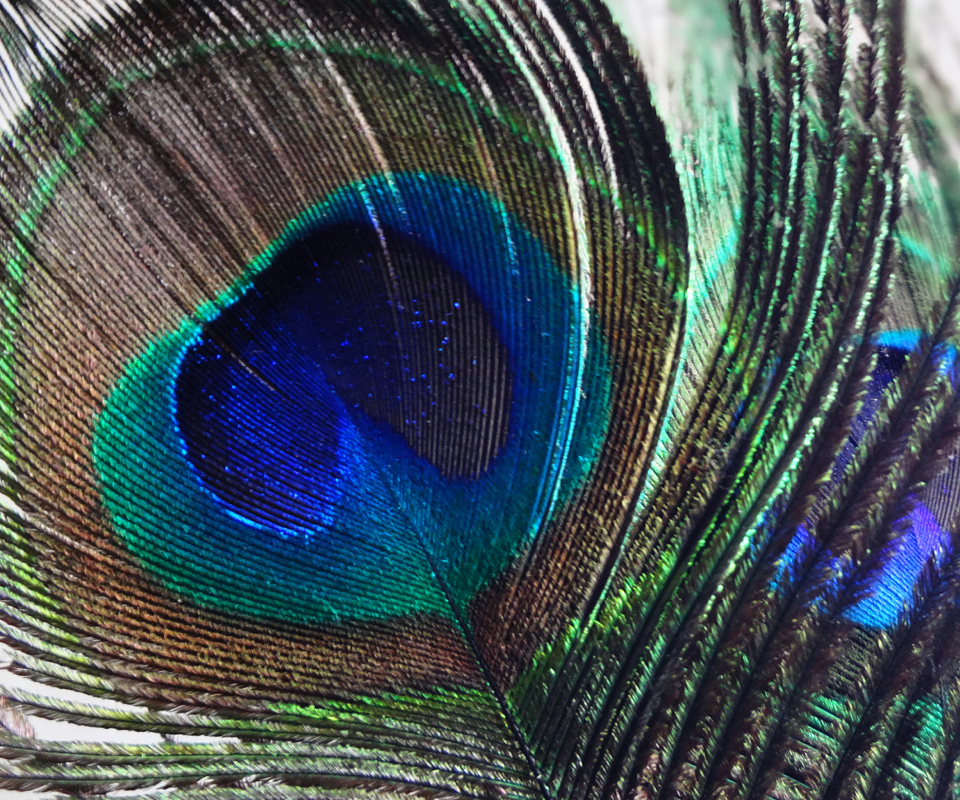 Fondo de pantalla Peacock Feather 960x800