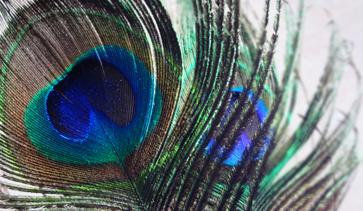 Das Peacock Feather Wallpaper