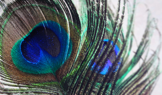 Peacock Feather Background for Android, iPhone and iPad