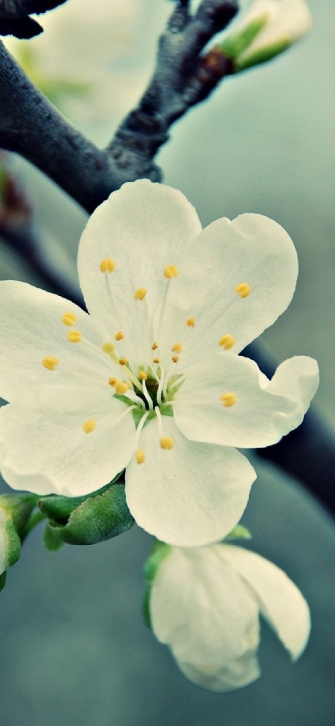 Fondo de pantalla White Cherry Flowers 1170x2532