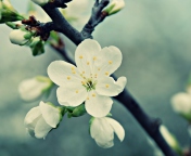 White Cherry Flowers screenshot #1 176x144