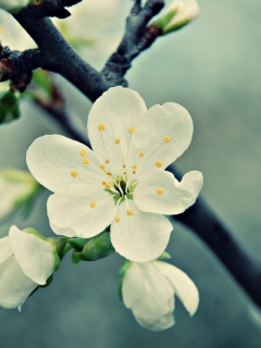 Обои White Cherry Flowers 240x320