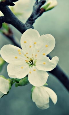 White Cherry Flowers screenshot #1 240x400
