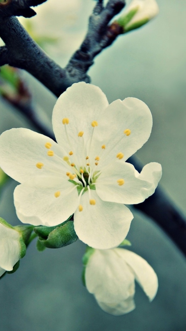 Обои White Cherry Flowers 640x1136