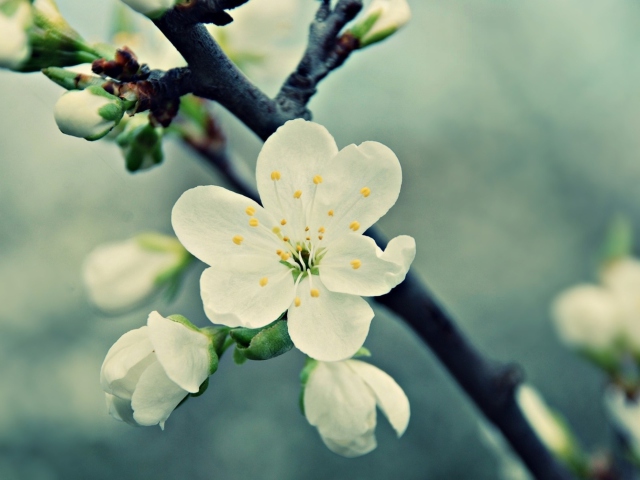 White Cherry Flowers screenshot #1 640x480