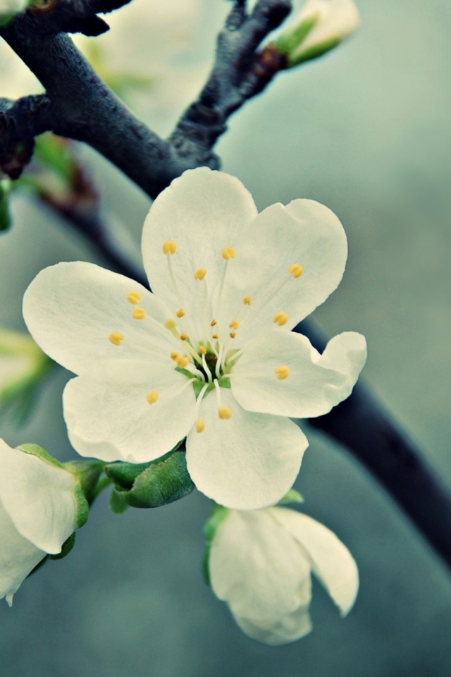 Sfondi White Cherry Flowers 640x960