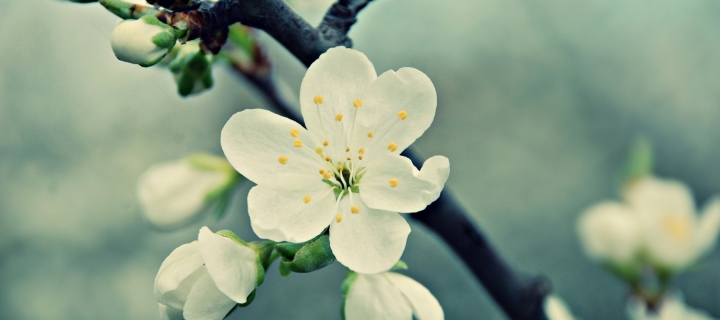 Fondo de pantalla White Cherry Flowers 720x320