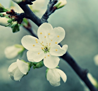 White Cherry Flowers - Fondos de pantalla gratis para iPad 2