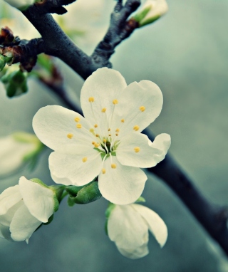 White Cherry Flowers papel de parede para celular para HTC Touch Pro CDMA