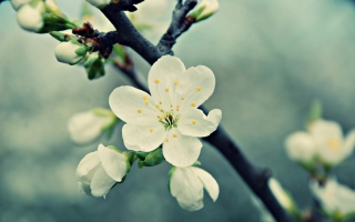 White Cherry Flowers Picture for Android, iPhone and iPad