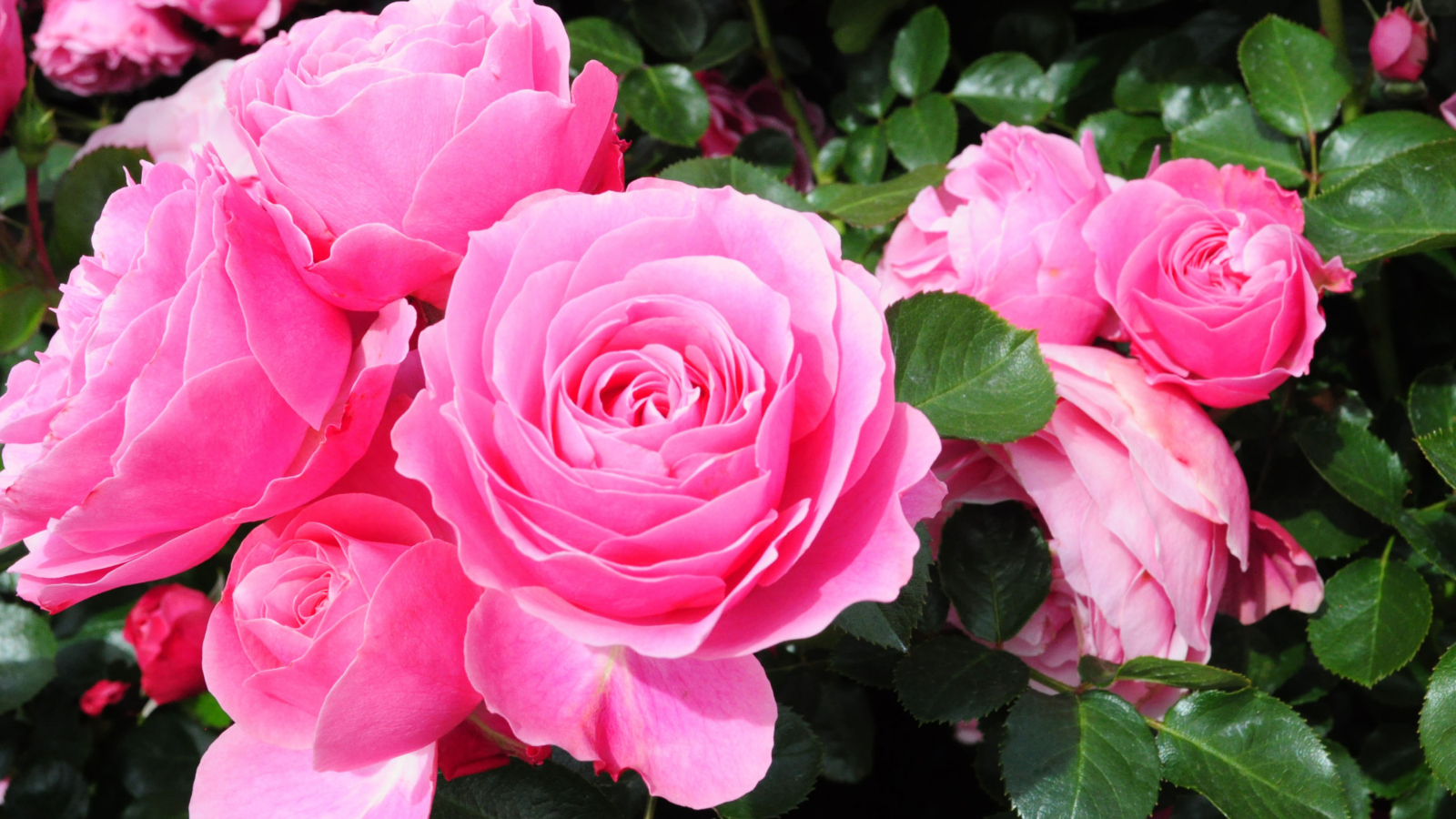 Das Roses Are Pink Wallpaper 1600x900