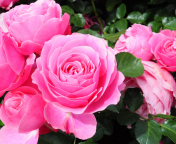 Fondo de pantalla Roses Are Pink 176x144