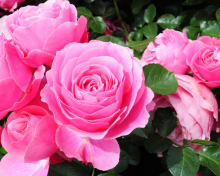 Roses Are Pink wallpaper 220x176
