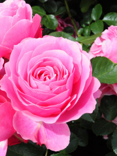 Das Roses Are Pink Wallpaper 240x320