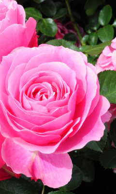 Roses Are Pink wallpaper 240x400