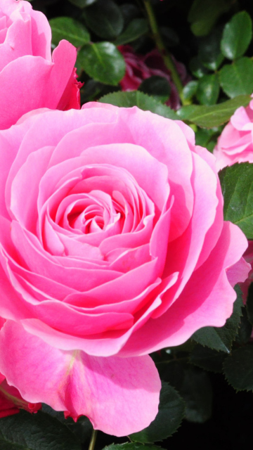 Roses Are Pink wallpaper 360x640