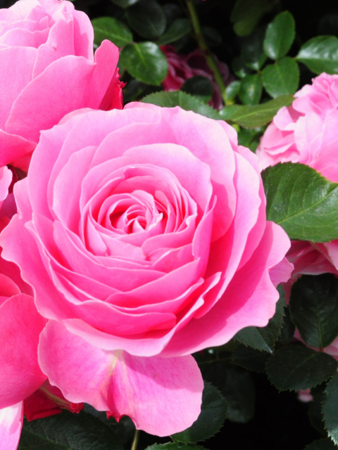Das Roses Are Pink Wallpaper 480x640