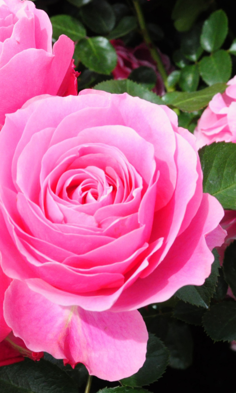 Обои Roses Are Pink 480x800