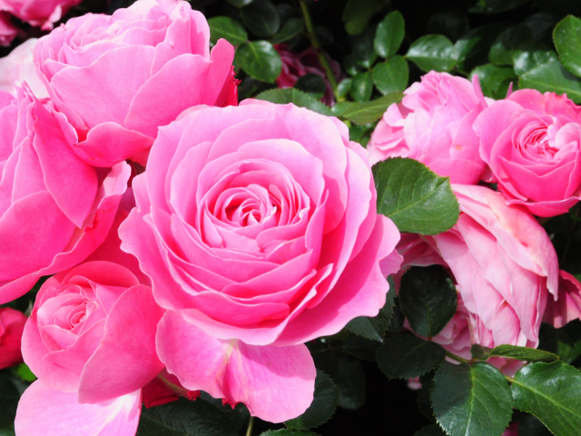 Roses Are Pink wallpaper 640x480