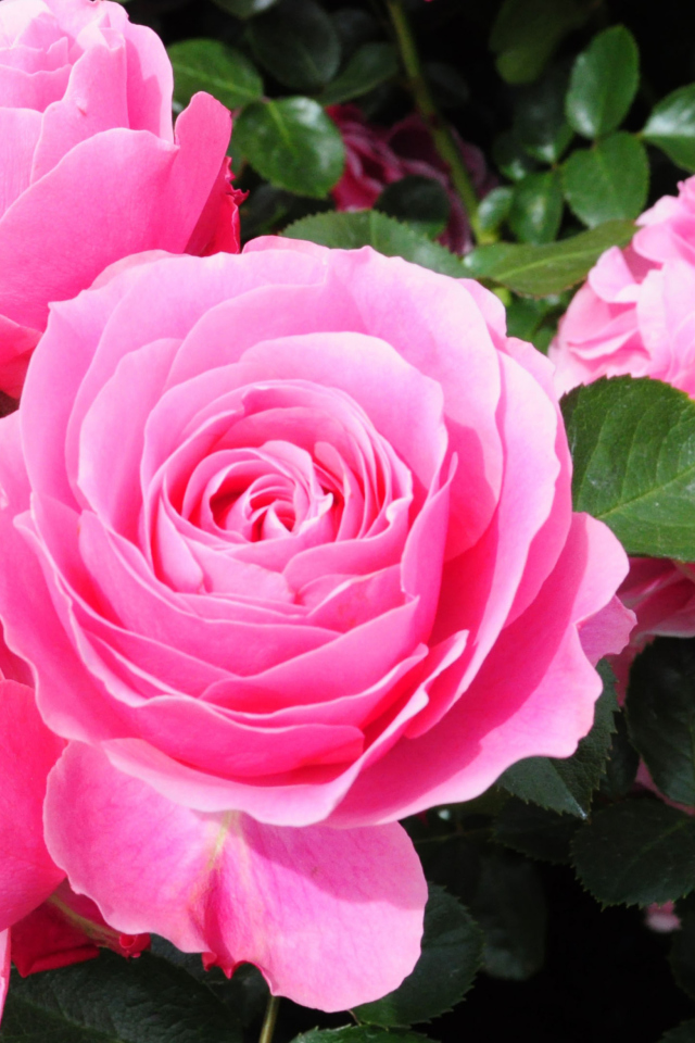 Roses Are Pink wallpaper 640x960