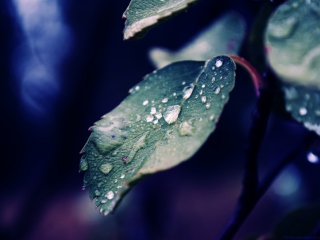 Das Drops On Leaf Wallpaper 320x240