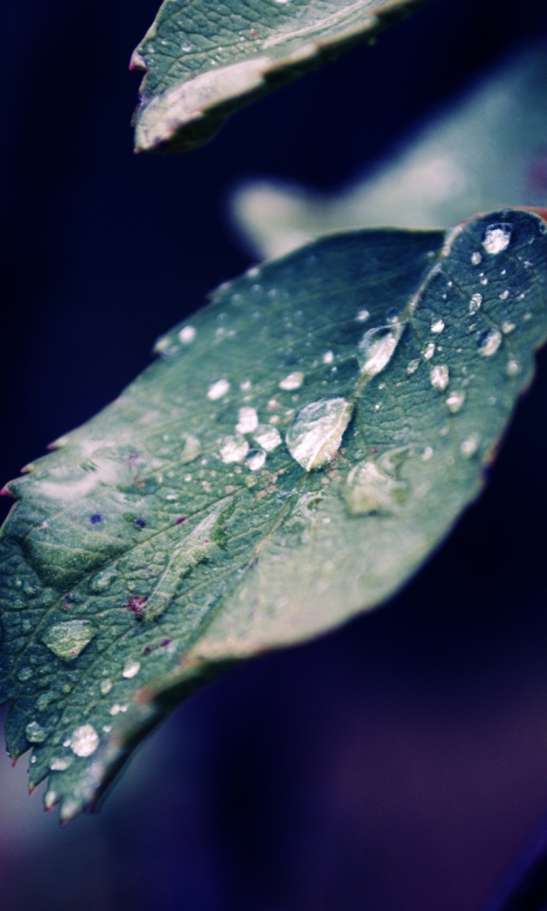 Обои Drops On Leaf 768x1280