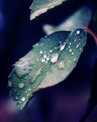 Drops On Leaf - Obrázkek zdarma pro Nokia Lumia 800