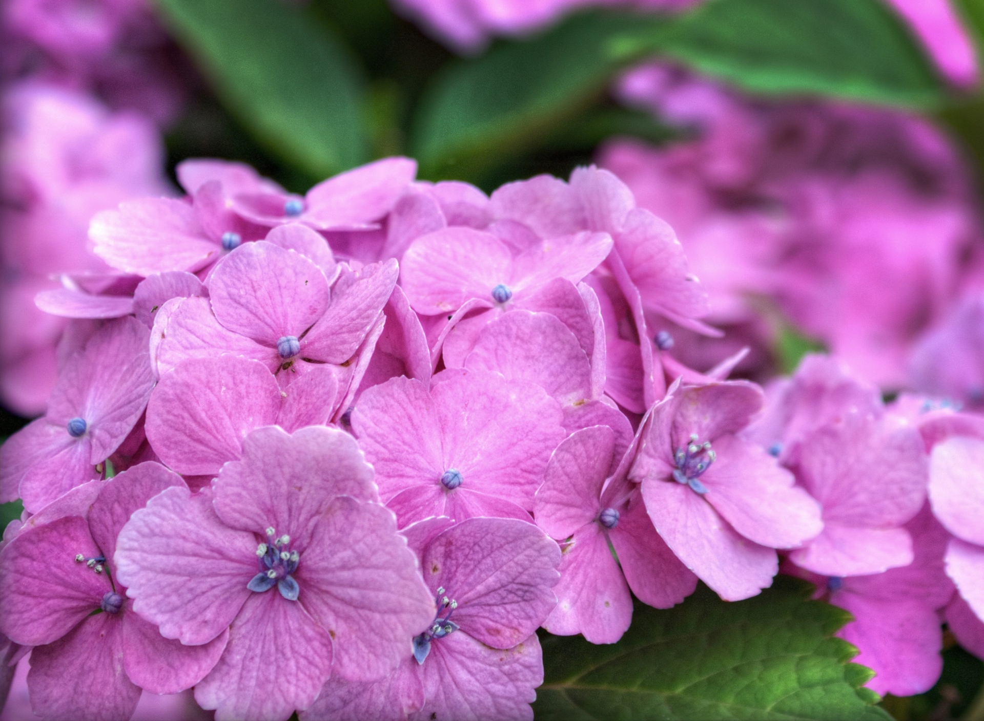 Sfondi Hydrangea Time 1920x1408