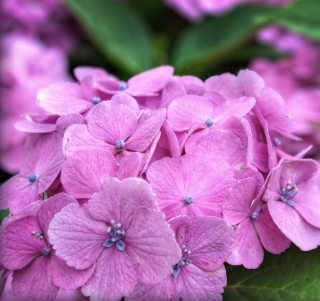 Kostenloses Hydrangea Time Wallpaper für HP TouchPad