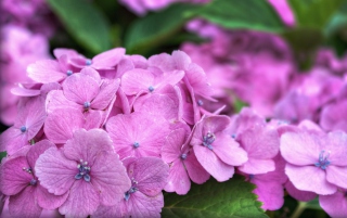 Free Hydrangea Time Picture for Android, iPhone and iPad